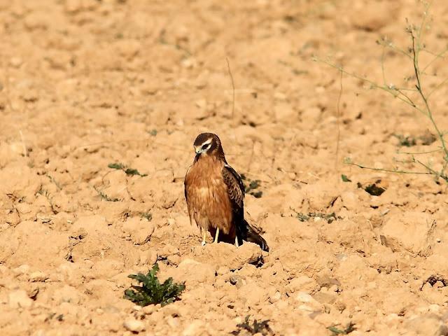 AVES DE NAVARRA-BIRDS OF NAVARRA