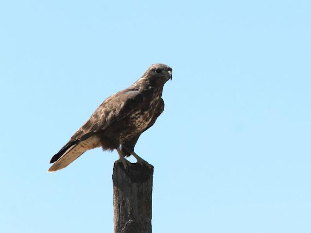 AVES DE NAVARRA-BIRDS OF NAVARRA