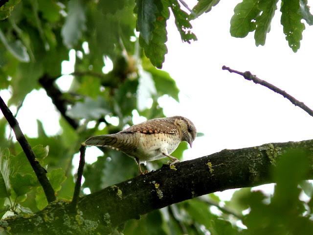 AVES DE NAVARRA-BIRDS OF NAVARRA