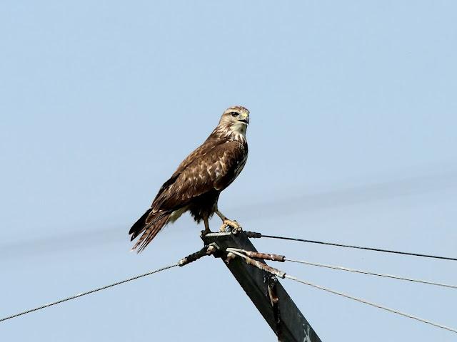 AVES DE NAVARRA-BIRDS OF NAVARRA