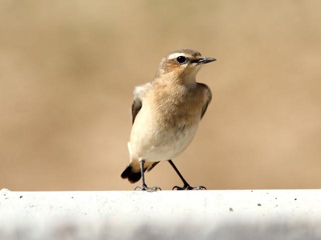 AVES DE NAVARRA-BIRDS OF NAVARRA