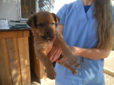 NECESITAN ADOPCION URGENTE!! MELLIZOS DE 2 MESES EN LA PERRERA DE CUENCA.