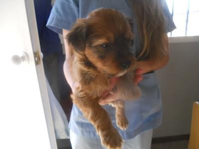 NECESITAN ADOPCION URGENTE!! MELLIZOS DE 2 MESES EN LA PERRERA DE CUENCA.