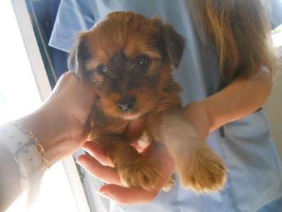 NECESITAN ADOPCION URGENTE!! MELLIZOS DE 2 MESES EN LA PERRERA DE CUENCA.