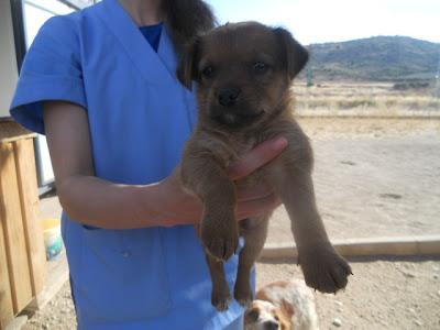 NECESITAN ADOPCION URGENTE!! MELLIZOS DE 2 MESES EN LA PERRERA DE CUENCA.