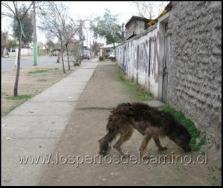 dejes perro callejero