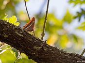 mariposa bonita exquisita dieta