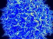 CSIC descubierto mecanismo controla destrucción células extrañas mediada linfocitos