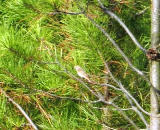 Migradores transaharianos en Peñas