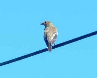 Migradores transaharianos en Peñas