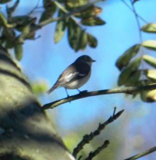 Migradores transaharianos en Peñas