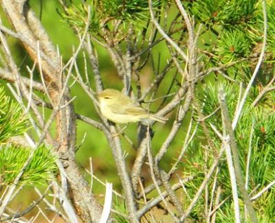 Migradores transaharianos en Peñas