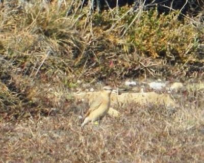 Migradores transaharianos en Peñas