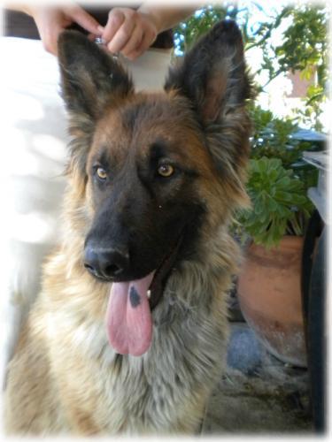 ADA impresionante mestiza de pastor belga en adopción.