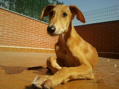 BAMBÚ, PRECIOSO GALGUITO EN ADOPCIÓN. (ZARAGOZA)