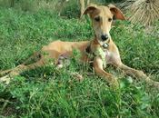 Bambú, precioso galguito adopción. (zaragoza)