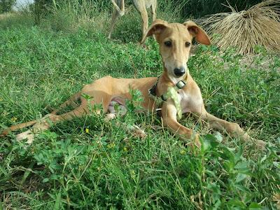 BAMBÚ, PRECIOSO GALGUITO EN ADOPCIÓN. (ZARAGOZA)