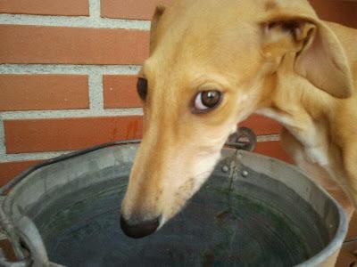 BAMBÚ, PRECIOSO GALGUITO EN ADOPCIÓN. (ZARAGOZA)