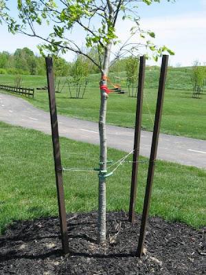 Cómo plantar un árbol