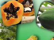 Lechosa fruta rica vitaminas, además suave laxante