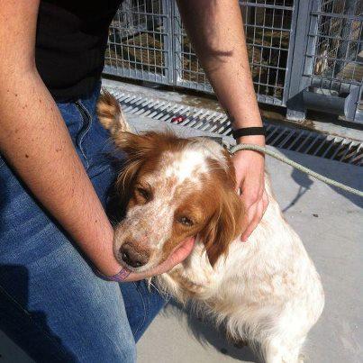 Foto: NORA BRETONA DE 7AÑOS Y SUS CACHORROS EN LA PERRERA NECESITAN ACOGIDA O ADOPCION  URGENTE Un caso mas en la perrera de Córdoba. Nora es una bretona preciosa, buena, sumisa, y necesitada de mucho cariño. Solo pide mimos y compañia. Lleva meses en la perrera y se le acaba el tiempo. Tiene ya 7 años, NO SABE CAZAR. la pobre no tiene ninguna opcion de salir de alli. Además, junto a ella tiene a dos cachorros preciosos, toda esta familia necesita salir de alli ya!!! ayudanos a conseguirlo!  escribenos: elarcadenoecordoba@gmail.com Gracias!