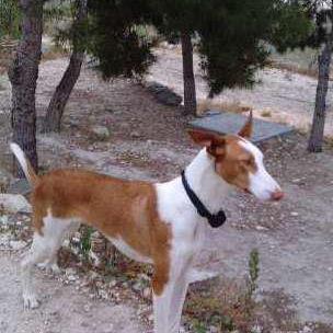 Foto: Un familiar me pide ayuda para este caso:  En la madrugada del miércoles al jueves nos robaron a nuestra perra.   Es una podenca ibicenca de apróximadamente año y medio de edad. Es de color marrón y blanca, y tiene una hernia umbilical con la que se puede identificar.  Se sospecha que el robo se ha realizado para la venta a algún cazador. Posiblemente en la zona de ASPE/SAX/CASTALLA/MURCIA/VALENCIA/CASTILLA LA MANCHA..  Ruego que se comunique con nosotros la persona que pueda aportar algún tipo de información del paradero del animal.  Se recompensará con 300€ a quien la devuelva.  Numeros de contacto:  692601747 665407251 635865220