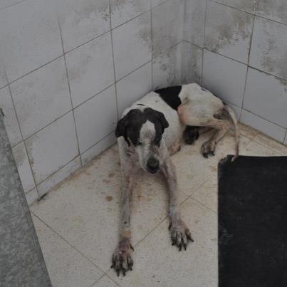 Foto: Asi nos hemos encontrado hoy a Sena, perrita cruce de pointer de 4 años, entregada por su dueño, cazador, en estas condiciones. La hemos llevado al veterinario y tiene Leishmaniosis. Es muy buena, cariñosa, tranquila y sumisa. Tiene muchas ganas de vivir, vamos a hacer todo lo posible por que salga adelante, pero está malita. Necesitamos URGENTEMENTE ACOGIDA o ADOPCIÓN, está en el veterinario y mañana tiene que salir. Tambien necesitamos ayuda economica, ya que la factura de hoy son casi 90, y aun no hemos empezado el tratamiento. AYUDA !!!! Video: http://youtu.be/n66JHC0jPKE Contacto: sosperrerabadajoz@gmail.com