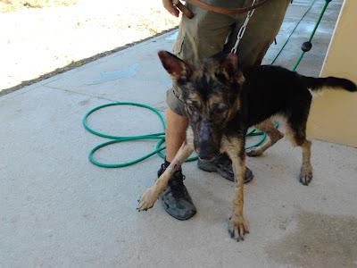 YUCA, pastorcita con leihsmania ,necesitamos acogida y padrinos para tratamiento. ORIHUELA.