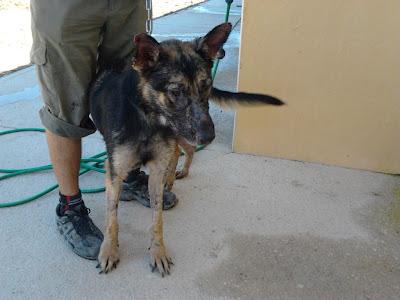 YUCA, pastorcita con leihsmania ,necesitamos acogida y padrinos para tratamiento. ORIHUELA.