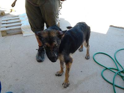 YUCA, pastorcita con leihsmania ,necesitamos acogida y padrinos para tratamiento. ORIHUELA.