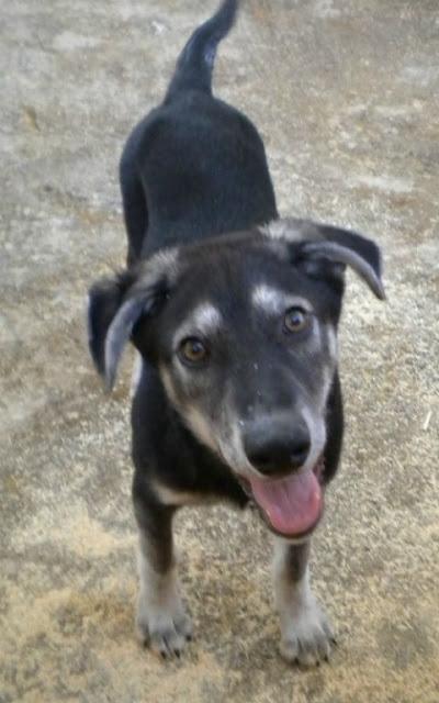 WHAZO SIGUE EN UNA JAULA, CADA VEZ ESTA MAS TRISTE!! (MURCIA)