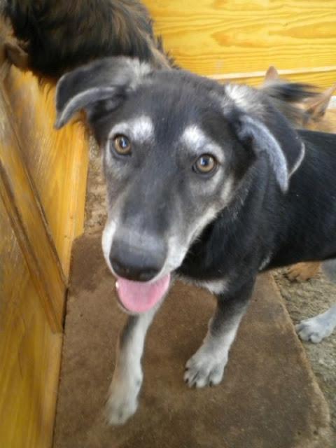 WHAZO SIGUE EN UNA JAULA, CADA VEZ ESTA MAS TRISTE!! (MURCIA)