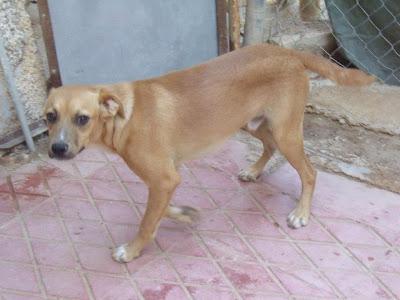 Miki, un jovencito en adopción Refugio del Viento. (MURCIA)