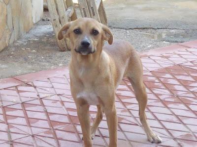 Miki, un jovencito en adopción Refugio del Viento. (MURCIA)