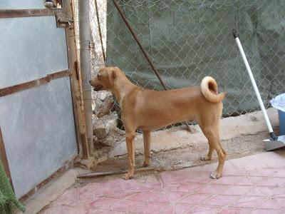CALCETINES, JOVENCITO EN ADOPCIÓN REFUGIO DEL VIENTO. (MURCIA)