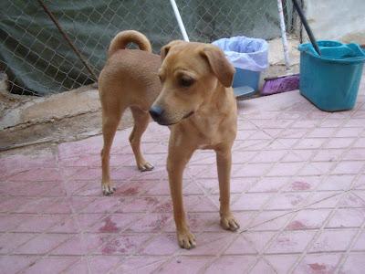 CALCETINES, JOVENCITO EN ADOPCIÓN REFUGIO DEL VIENTO. (MURCIA)