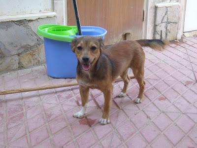 EDY, UN JOVENCITO EN ADOPCIÓN REFUGIO DEL VIENTO. (MURCIA)