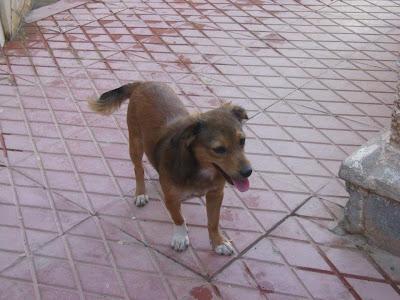 EDY, UN JOVENCITO EN ADOPCIÓN REFUGIO DEL VIENTO. (MURCIA)