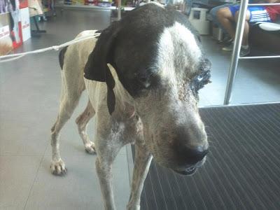 Sena, en estás condiciones la dejo un cazador en el perrera (es lo que habitualmente hacen). BADAJOZ.