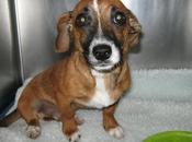 NECESITA AYUDA URGENTE!! Cachorrito atropellado.