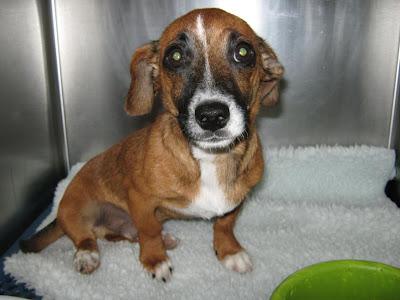 NECESITA AYUDA URGENTE!! Cachorrito atropellado.