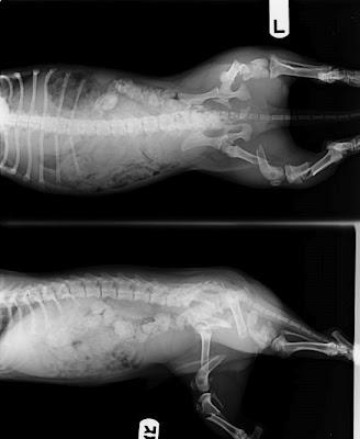 NECESITA AYUDA URGENTE!! Cachorrito atropellado.