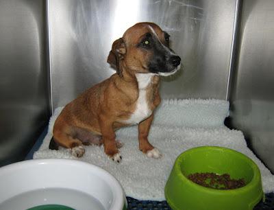 NECESITA AYUDA URGENTE!! Cachorrito atropellado.