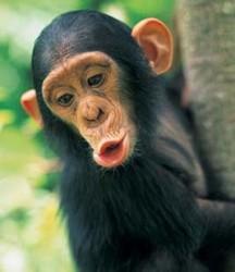 El 96 por ciento del genoma de un chimpancé es el mismo que el de un humano