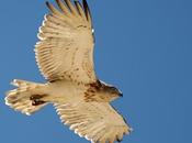 Comienza caza... ella muerte buen número especies protegidas.