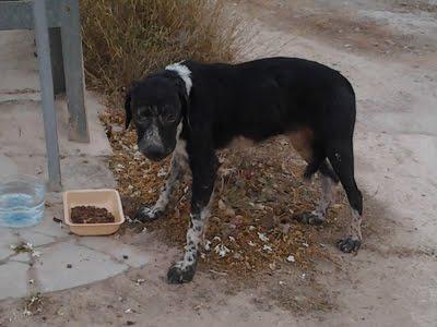 Perro enfermo abandonado en Olocau en Valencia. URGENTE!!!