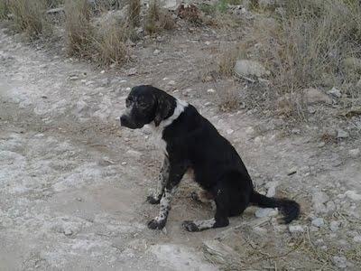 Perro enfermo abandonado en Olocau en Valencia. URGENTE!!!