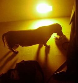 Jazznécdota #35: La hamburguesa