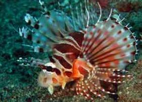 Alerta por la expansión del Pez León, especie venenosa y mortal