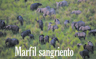 China alienta una matanza sin predecentes de elefantes